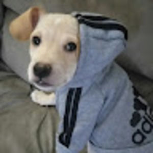 Meet your Posher, Holly